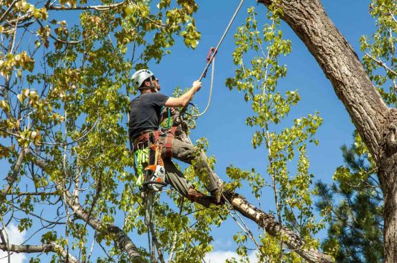 Professionnel pour l'élagage d'arbre en accès difficile - Beychac-et-Caillau - ARBRE & JARDIN ENVIRONNEMENT