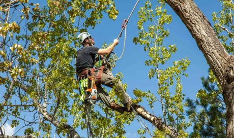 Professionnel pour l'élagage d'arbre en accès difficile - Beychac-et-Caillau - ARBRE & JARDIN ENVIRONNEMENT