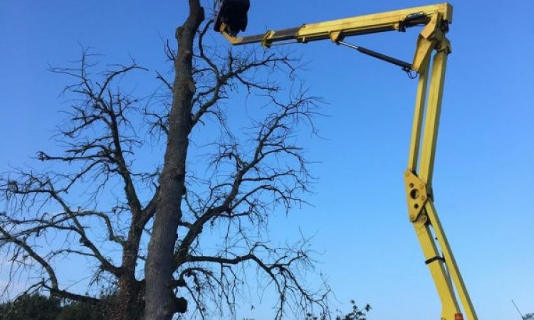 Élagage d'arbre en accès difficile - Beychac-et-Caillau - ARBRE & JARDIN ENVIRONNEMENT