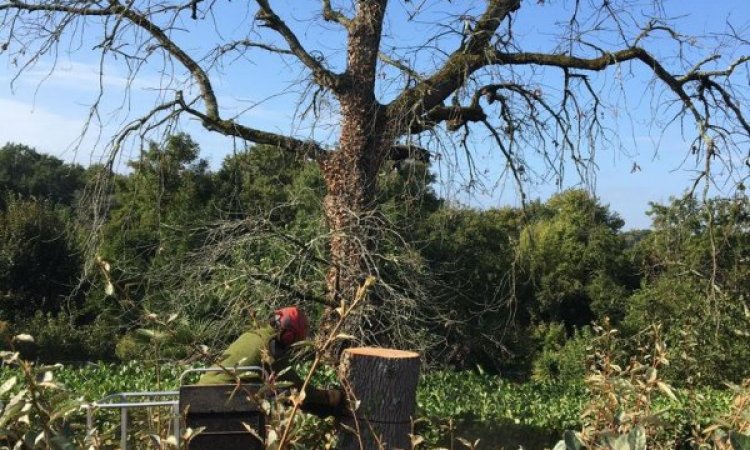 Élagage d'arbre en accès difficile - Beychac-et-Caillau - ARBRE & JARDIN ENVIRONNEMENT